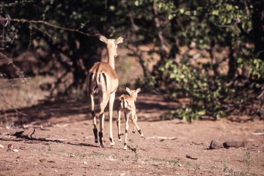 Impala (Aepyceros melampus), Kruger National Park, mpumalanga, South Africa
