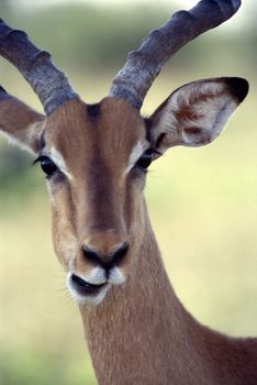Impala (Aepyceros melampus) , Kruger National Park, mpumalanga, south africa