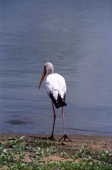 Yellowbilled Stork (Mycteria ibis, Selous Game Reserve, Morogoro, Tanzania, Africa