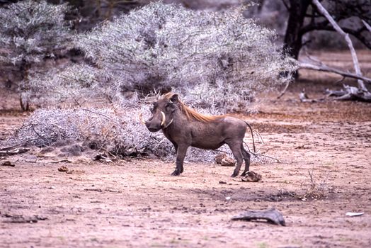 Warthog (Phacochoerus aethiopicus), Selous Game Reserve, Morogoro, Tanzania, Africa