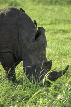 White Rhino (Ceratotherium simum)Hluhluwe National Park, Kwa-Zulu Natal, South Africa