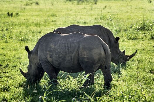 White Rhino (Ceratotherium simum)Hluhluwe National Park, Kwa-Zulu Natal, South Africa