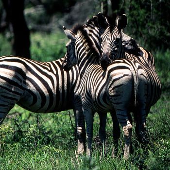 Plains Zebra (Equus burchellii) Hluhluwe National Park, Kwa-Zulu Natal, South Africa