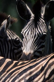 Plains Zebra (Equus burchellii) Hluhluwe National Park, Kwa-Zulu Natal, South Africa