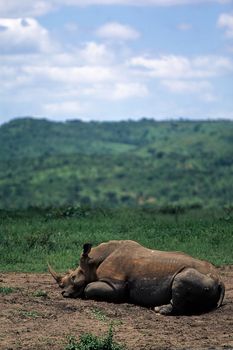 White Rhino (Ceratotherium simum)Hluhluwe National Park, Kwa-Zulu Natal, South Africa