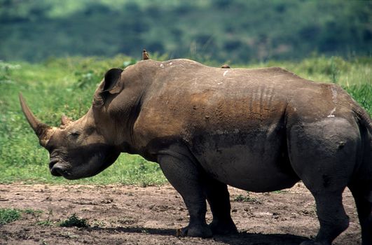 White Rhino (Ceratotherium simum)Hluhluwe National Park, Kwa-Zulu Natal, South Africa