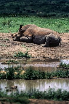 White Rhino (Ceratotherium simum) Hluhluwe National Park, Kwa-Zulu Natal, South Africa