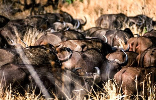 Buffalo, (Syncerus caffer), Kruger National Park, Mpumalanga, South Africa, Africa