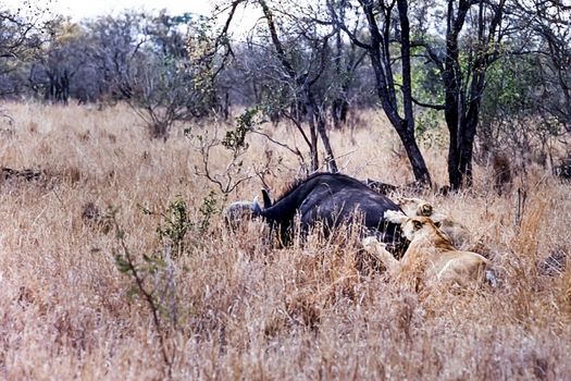 Lion, (Panthera leo), Kruger National Park, Mpumalanga, South Africa, Africa