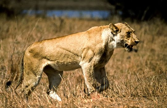 Lion, (Panthera leo), Kruger National Park, Mpumalanga, South Africa, Africa