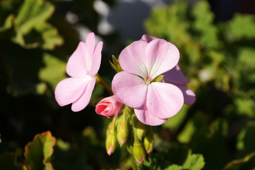 blooming pink geranium in sunlight close up.