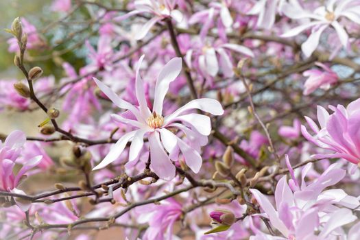 Spring Blossoms of a Magnolia tree in France