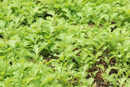 Mustard Green on the soil plot that has a curly, wrinkled leaf surface
Eat it fresh, it will have a strong pungent smell. Similar to eating wasabi
