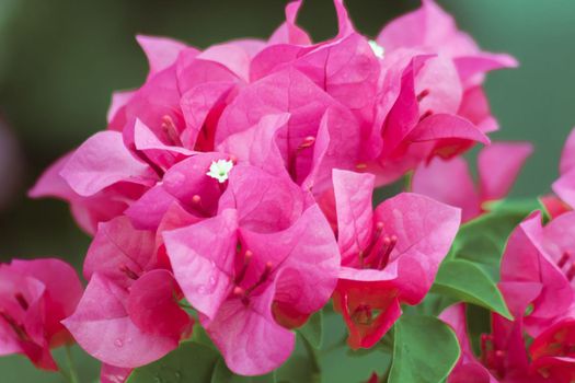 Bougainvillea bouquet, pink, blooming, bougainvillea flowering in clusters at the leaf axils and at the ends of branches with 3 flowers