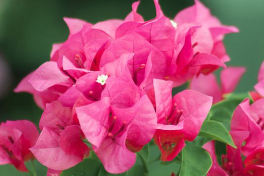 Bougainvillea bouquet, pink, blooming, bougainvillea flowering in clusters at the leaf axils and at the ends of branches with 3 flowers