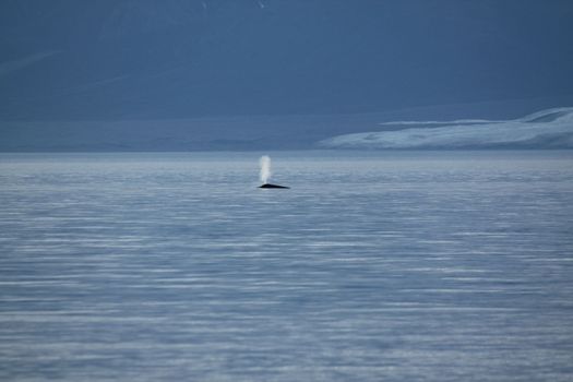 Whales blowing near in Pond Inlet, Nunavut, Canada