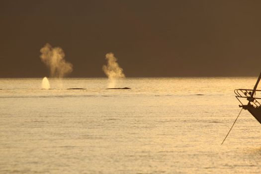 Whales blowing in front of a sailboat anchored in Pond Inlet, Nunavut, Canada