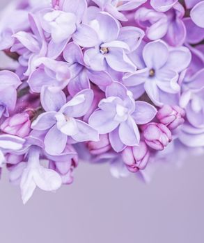 Abstract floral background, blooming branch, purple terry Lilac flower petals. Macro flowers backdrop for holiday brand design. Soft focus