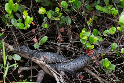 Two young American alligators hiding between plants and sleeping, Florida, United States