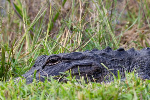 Close-up of an American alligator hiding in grass and sunning with eyes open, Florida, United States