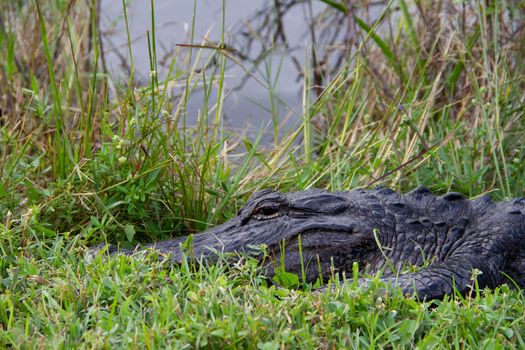 Close-up of an American alligator hiding in grass and sunning with eyes open, Florida, United States