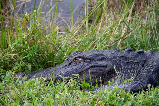 Close-up of an American alligator hiding in grass and sleeping, Florida, United States