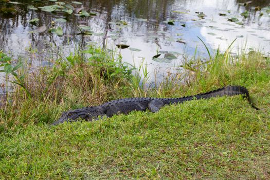 An American alligator hiding in grass and sleeping near a waterbody, Florida, United States
