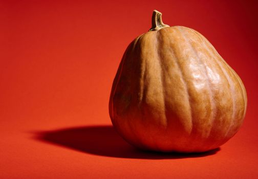 Studio shot. Close-up of a whole organic ripe pumpkin, isolated on a bright orange background with copy advertising space. Pumpkin for Halloween party or Thanksgiving Day, making Jack-O-Lantern