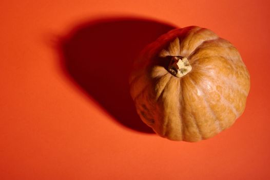 Top view of a whole organic ripe pumpkin, isolated on a bright orange background with copy advertising space. Pumpkin for Halloween party or Thanksgiving Day, making Jack-O-Lantern. Autumn harvest