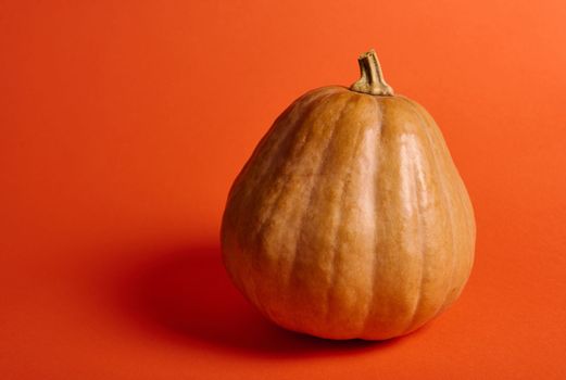 Studio shot of a whole organic ripe pumpkin, isolated on a bright orange background with copy advertising space. Pumpkin for Halloween party or Thanksgiving Day, making Jack-O-Lantern