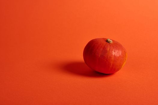 Small bright orange whole organic sweet pumpkin, isolated on color background with copy advertising space. Monochrome still life composition with fresh autumnal harvested crop. Thanksgiving Halloween