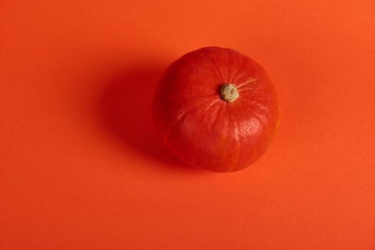 Monochrome still life with a whole organic small sweet pumpkin, isolated on bright orange color background with copy advertising space. Autumnal harvested crop. Thanksgiving Halloween. Mockup.