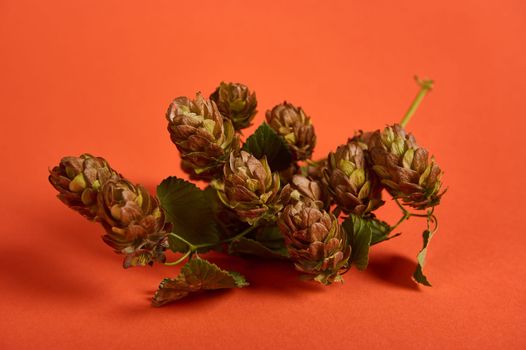 Close-up of cones of flowering hops, isolated on orange background. Copy ad space. Ingredient in the beer industry or for making bread sourdough. Humulus lupulus - medicinal herb used in pharmacy