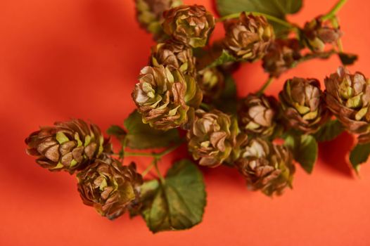 Top view. Selective focus: hop cones on orange background. Close-up of dried humulus lupulus with leaves. Herbs used in medicine, pharmacy, beer industry and culinary for baking bread sourdough