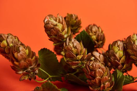 Details: hop cones on bright orange background. Ingredients for brewing beer and making sourdough. Autumnal harvest. Close-up of dried humulus lupulus with leaves. Herbs used in medicine and pharmacy