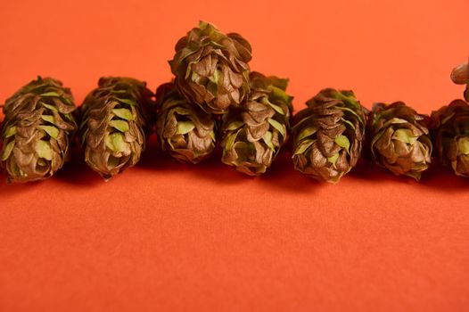 Selective focus: hop cones on orange background. Close-up of dried humulus lupulus with leaves. Herbs used in medicine, pharmacy, beer industry and culinary for baking bread sourdough. Copy ad space