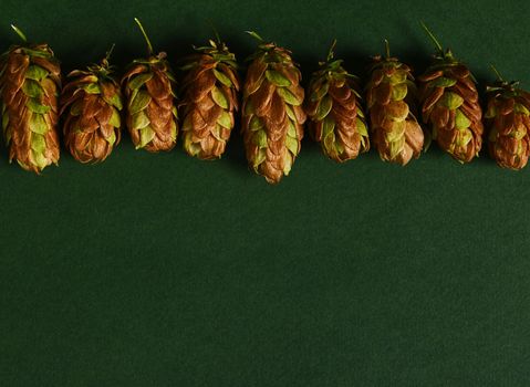 Flat lay. Still life with dried hop cones, humulus lupulus, on green background with copy advertising space for text. Ingredient in the beer industry.