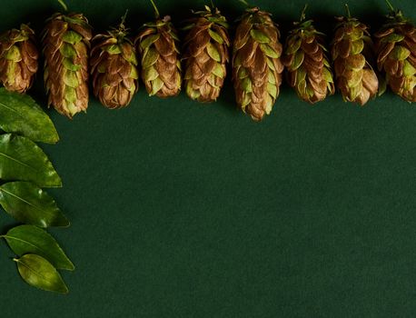 Flat lay. Still life with dried hop cones, humulus lupulus, framed along a board on a green background with copy space for advertising text. An ingredient in the beer industry.
