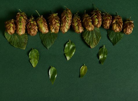 Top view of dried hop cones and leaves on a green background. Ingredient in the beer industry. Herbal medicine. Humulus Lupulus. Medical herb. Copy space