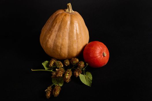 Whole organic pumpkins of various sizes and hop cones - humulus lupulus, isolated on black background. Craft from autumn seasonal vegetables - witch on a broomstick. Halloween Thanksgiving. Copy space