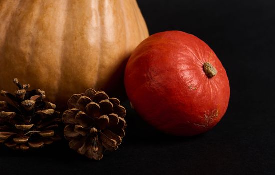 Still life. Close-up of various bright orange pumpkins and pine cones, isolated over black background with copy advertising space for text. Thanksgiving Halloween. Autumnal seasonal harvest. Farming
