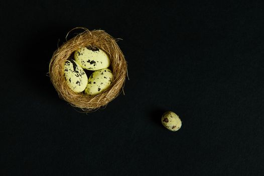 Still life. Studio shoot. Quail eggs in nest of straw, isolated over black background. Copy ad space. Wild nature. Animals. Nature, countryside, birds, spring, new life concept. Flat lay