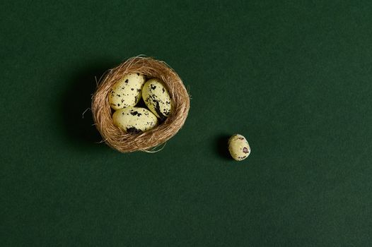 Still life. Studio shoot. Quail eggs in nest of straw, isolated over green background. Copy ad space. Wild nature. Animals. Nature, countryside, birds, spring, new life concept. Flat lay