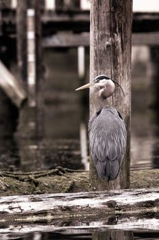 A Great Blue Heron standing on a log while looking around, Cowichan Bay, British Columbia, Canada