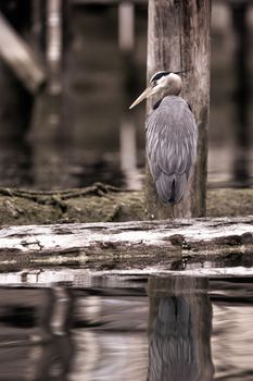 A Great Blue Heron standing on a log while looking around, Cowichan Bay, British Columbia, Canada