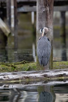 Great Blue Heron preening and cleaning its feathers while standing on a log, Cowichan Bay, British Columbia, Canada