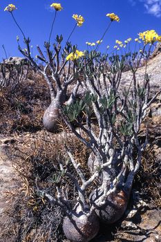 Elephant's Foot Plant (Pachypodium rosulatum), Isalo National Park, Fianarantsoa, Madagascar, Africa