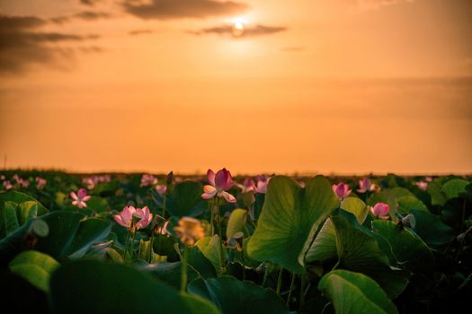 Sunrise in the field of lotuses, Pink lotus Nelumbo nucifera sways in the wind. Against the background of their green leaves. Lotus field on the lake in natural environment