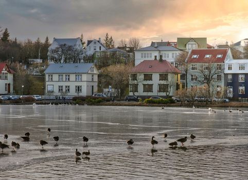 White swans and colored ducks swimming on city lake in Rejkjavik, Iceland at sunset