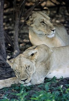 Lion (Panthera leo), Selous Game Reserve, Morogoro, Tanzania, Africa